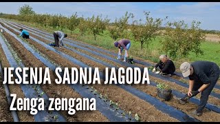 Sadnja jagoda Zenga zengana [upl. by Loos]