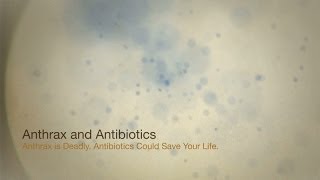 Anthrax and Antibiotics Anthrax is Deadly Antibiotics Could Save Your Life [upl. by Rednave908]