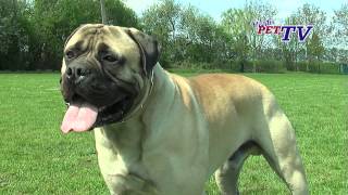 Bullmastiff Informationen zur Rasse [upl. by Dnaloy437]