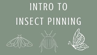 Intro to Insect Pinning [upl. by Asilehs934]