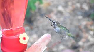 How to tame wild hummingbirds [upl. by Stefanie]