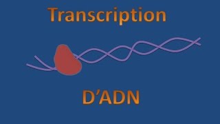 Transcription dADN [upl. by Akamahs]