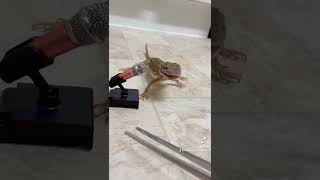 Rankins dragon chompies 🥰 rankinsdragon asmr reptile reptiles dragon pet pets chompies [upl. by Ttiwed]