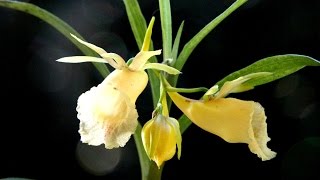 A Connoisseur Orchid  Galeandra leptoceras [upl. by Lemaceon]