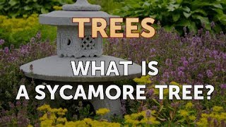 What Is a Sycamore Tree [upl. by Elmer]