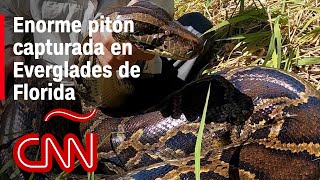 Capturan enorme pitón birmana invasora en Florida [upl. by Nahgaem]