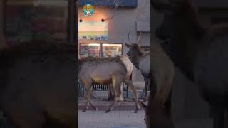 elk herd window shopping in downtown Estes park Colorado shorts [upl. by Jorry940]