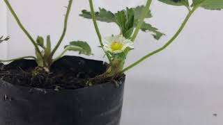 Strawberry Fruit Timelapse Fragaria x ananassa [upl. by Ecinert]