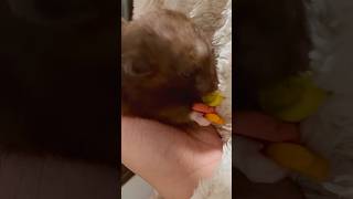 Hamster enjoying crunchy snacks ASMR [upl. by Feola]