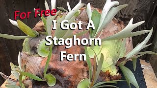 I Got a Staghorn Fern for Free Plus Propagating the Staghorn and Mounting the Fern in My Garden [upl. by Isabeau]