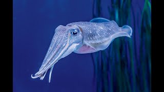 Cuttlefish Camouflage How They Blend In With Their Surroundings [upl. by Butterfield967]