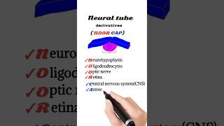 neural tube derivatives mnemonic [upl. by Marketa92]