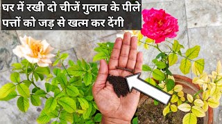 घर में रखी दो चीजें गुलाब की पीली पत्तियों को जड़ से खत्म कर देंगीRose plant care amp fertilizer [upl. by Walli]