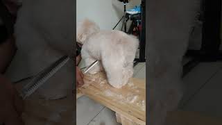 Grooming poodle [upl. by Neelya984]