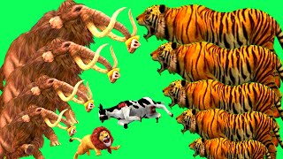 5 Giant elephant vs 5 Giant tiger amp lion cow crossing video fountain crossing animals part 430 [upl. by Shani]