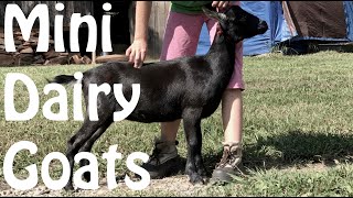 Miniature Dairy Goats  Goat Breed Profile [upl. by Aluor]