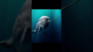 Interesting facts about Narwhals  AnimalsAndPets [upl. by Lorena]