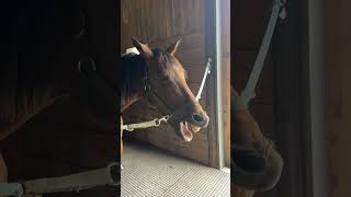 Calming Your Horse on Cross Ties with Pet Tunes Equine [upl. by Matthei467]