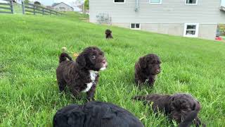 Portuguese Water Dog Puppies Video [upl. by Florina812]