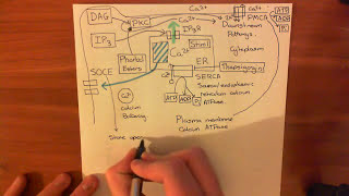 The Protein Kinase C Pathway Part 2 [upl. by Palmira644]