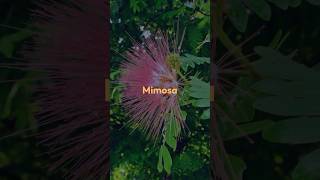 Embrace the Delicacy of Mimosa in Perfumes Mimosa FloralFragrance [upl. by Hareenum]