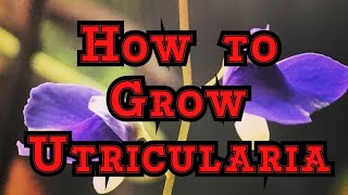 How to Grow Utricularia The must have Carnivorous plants that blooms like an orchid [upl. by Tedi875]