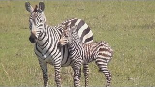 Amazing Africa  Wild Animal Documentary  National Geographic [upl. by Aitekram]