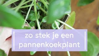 Pannenkoekplant Stekken  Super Groene Vingers [upl. by Eilra]