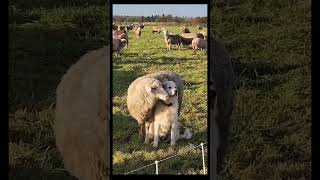 Wenn ein Schaf 🐑 dich mag  😍😍 video movie youtube shorts shortvideo fyp short [upl. by Sande]