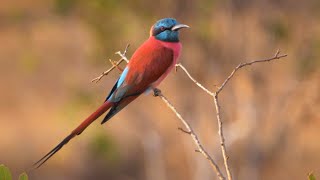 Northern Carmine Beeeater in Kenya [upl. by Riay]