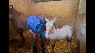 Our amazing foals and how they are coming along [upl. by Neitsirhc281]