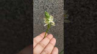 Tiny flowers of Albuca bracteata nature flowers shorts [upl. by Yablon]