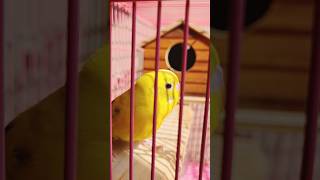 Singing Budgie 🐥🎼🎤 birds budgies shortsfeed pets parrot ytshorts [upl. by Ahsenal]