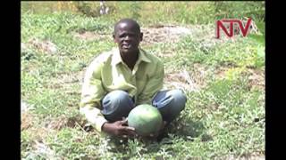 On the farm Water melon growing [upl. by Dolf]