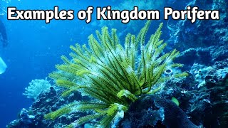 Examples of Kingdom Porifera shorts neet porifera examples [upl. by Aicilaanna269]