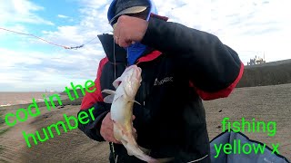 cod on the humber fishing yellow x 29 09 24 [upl. by Naimaj]