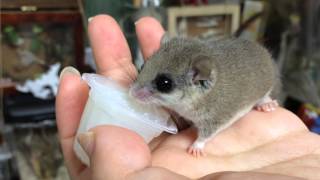 ぜりーおいちいれす African Pygmy Dormice アフリカヤマネ [upl. by Cedell]