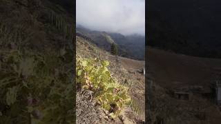 LA CASA DE LA LADERA tras desvanecerse la nube llega un gran nublado [upl. by Fradin]