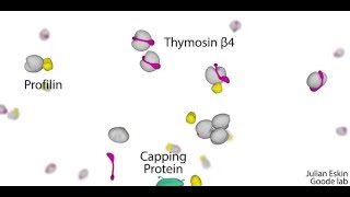 Cellular barriers to actin nucleation [upl. by Akinihs]