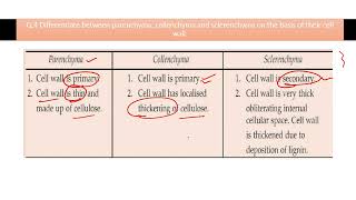 Differentiate between parenchyma collenchyma and sclerenchyma on the basis of their cell wall [upl. by Nesline]