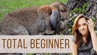 Make Money Raising Rabbits  strategy for a complete beginner [upl. by Treharne]