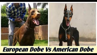 European Doberman Vs American Doberman  which one is better [upl. by Gershom]