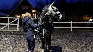 Pferdetraining früh am Morgen  Wallach Bourbon bei seiner ersten Wassereinheit [upl. by Ecirtac]