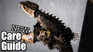 Crocodile Skink Care Guide 2021 [upl. by Daryle]