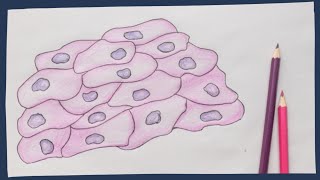 Epithelium the basics  Biology tutorial [upl. by Steck]