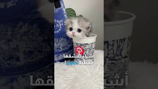 أشياء منزلية تعشقها القطط بجنون 😍🐈 قطط [upl. by Fee]