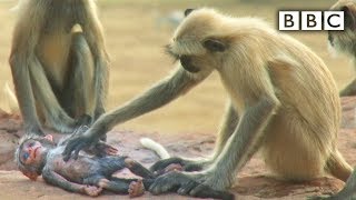 Langur monkeys grieve over fake monkey  Spy in the Wild  BBC [upl. by Tobey729]