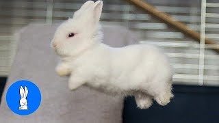 Baby Bunny Rabbits Binky  CUTEST Compilation [upl. by Lipman]