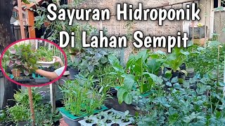 Menanam Sayuran Di Lahan Sempit Depan Rumah Dengan Sistem Hidroponik [upl. by Bo743]