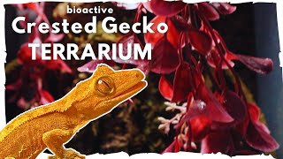 Creating a Crested Gecko Bioactive Terrarium [upl. by Alul99]